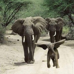 Meet your Posher, Becky